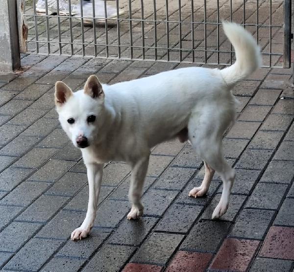 FOX CERCA CASA E AMORE Foto 3